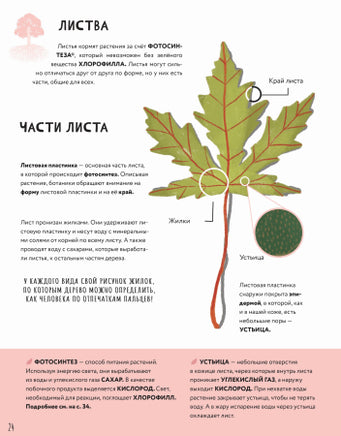 Тайны деревьев. Новеллино Массимо Доменико Printed books Пешком в Историю