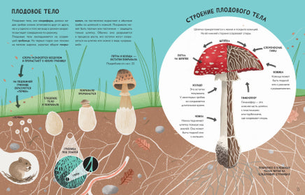 Тайны грибов. Волцит Петр, Пикоко Джиневра Printed books Пешком в Историю