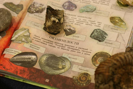 Дневник юного натуралиста: скрапбук Бакингем К., Пиннингтон А. Printed books Лаборатория знаний