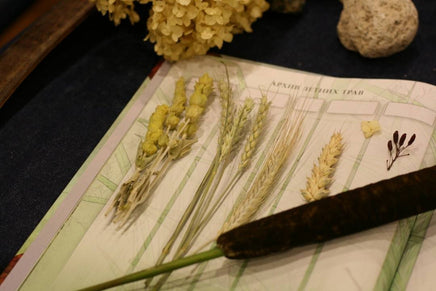 Дневник юного натуралиста: скрапбук Бакингем К., Пиннингтон А. Printed books Лаборатория знаний