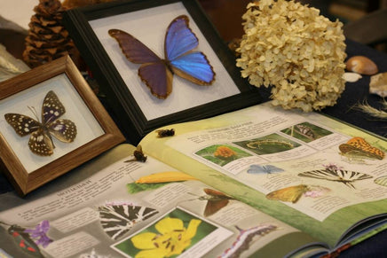 Дневник юного натуралиста: скрапбук Бакингем К., Пиннингтон А. Printed books Лаборатория знаний