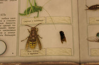 Дневник юного натуралиста: скрапбук Бакингем К., Пиннингтон А. Printed books Лаборатория знаний