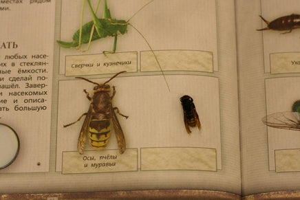 Дневник юного натуралиста: скрапбук Бакингем К., Пиннингтон А. Printed books Лаборатория знаний