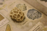 Дневник юного натуралиста: скрапбук Бакингем К., Пиннингтон А. Printed books Лаборатория знаний