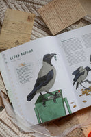Птицы в деревне. Где найти и как узнать Printed books Миф