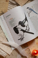 Птицы в деревне. Где найти и как узнать Printed books Миф