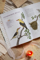 Птицы в деревне. Где найти и как узнать Printed books Миф