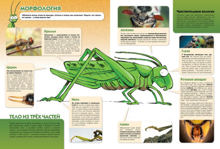 Насекомые в комиксах. Том 2 Printed books Пешком в Историю