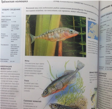 Энциклопедия .Животный Мир. Реки, Озера, Болота Printed books Проф Пресс