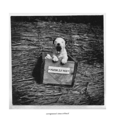 Дашенька, или история щенячьей жизни Print Books Самокат