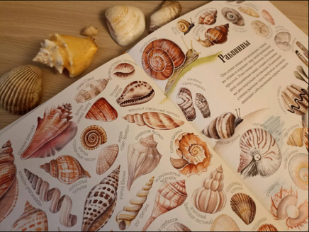 Формы и узоры природы / Яна Седлачкова, Штепанка Сэканинова Printed books Фолиант