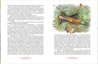 Щелкунчик. Крошка Цахес. Гофман Э. Т. А. Printed books Росмэн