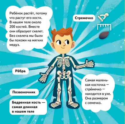 Ми-ми-мишки. Тело человека. Почему сердце стучит, живот бурчит, и как ты появился на свет? Printed books Питер