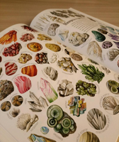 Формы и узоры природы / Яна Седлачкова, Штепанка Сэканинова Printed books Фолиант