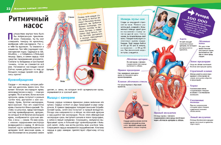 Человек. Взгляд внутрь Printed books Эксмо