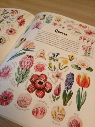 Формы и узоры природы / Яна Седлачкова, Штепанка Сэканинова Printed books Фолиант