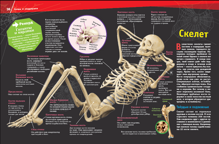 Человек. Взгляд внутрь Printed books Эксмо