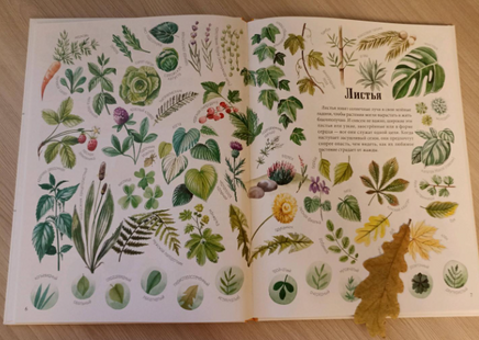 Формы и узоры природы / Яна Седлачкова, Штепанка Сэканинова Printed books Фолиант