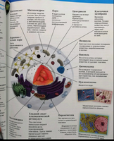 Человек. Взгляд внутрь Printed books Эксмо