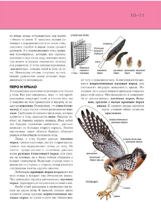 Птицы. Полная энциклопедия Printed books Эксмо