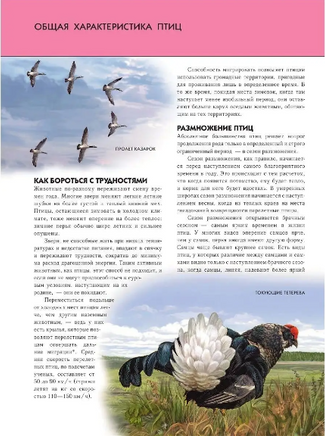 Птицы. Полная энциклопедия Printed books Эксмо