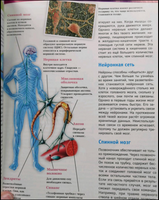 Человек. Взгляд внутрь Printed books Эксмо