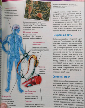 Человек. Взгляд внутрь Printed books Эксмо