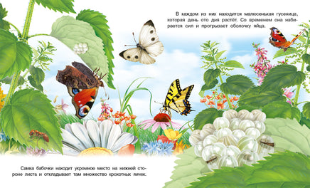 Как появляется бабочка Printed books Фламинго