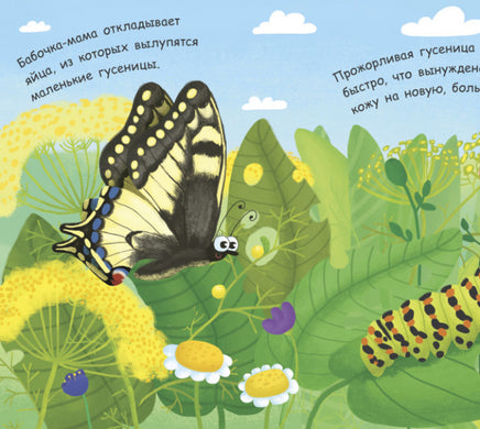 Моя первая энциклопедия: Как рождается бабочка? (рус) Printed books Ранок