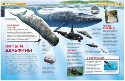 Млекопитающие. Детская энциклопедия для школьников Printed books Росмэн