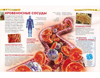 Тело человека. Детская энциклопедия для школьников Printed books Росмэн