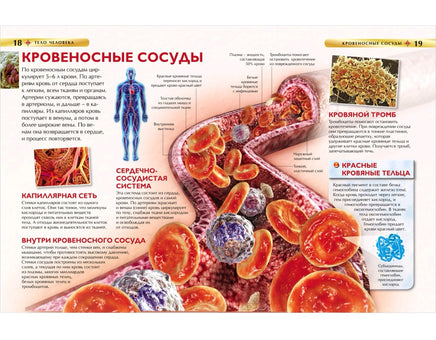 Тело человека. Детская энциклопедия для школьников Printed books Росмэн
