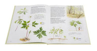 Софи в мире цветов Printed books Белая Ворона