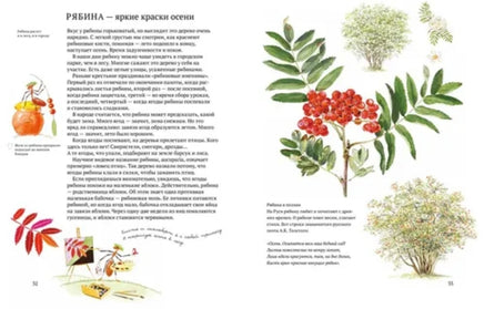 Софи в мире ягод Printed books Белая Ворона