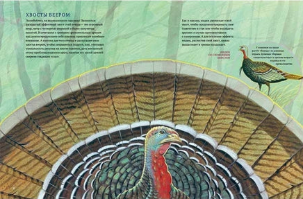 Посмотри на меня! Книга о красоте диких животных Printed books Гудвин