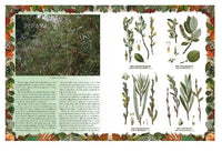 Беседы о русском лесе Printed books Белый город