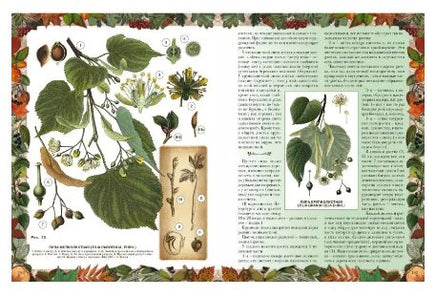 Беседы о русском лесе Printed books Белый город