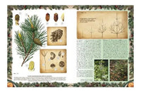 Беседы о русском лесе Printed books Белый город