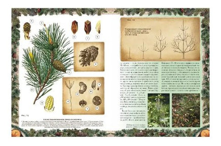 Беседы о русском лесе Printed books Белый город