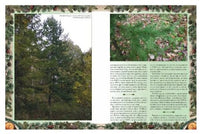 Беседы о русском лесе Printed books Белый город