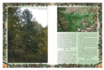 Беседы о русском лесе Printed books Белый город