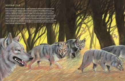 Клыки и когти. Мир больших хищников Printed books Гудвин