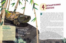 Великолепная десятка. Черепахи. Лукашевич М., Хорешко Л. Printed books Архипелаг