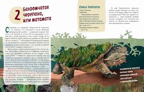 Великолепная десятка. Черепахи. Лукашевич М., Хорешко Л. Printed books Архипелаг