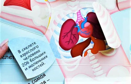 Мое тело. Волшебные окошки Printed books Робинс