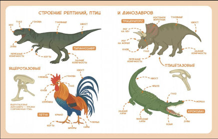 Животные. Детская энциклопедия с Чевостиком Printed books МИФ