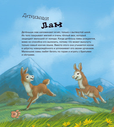 Забавные малыши животных . Алехандро Алгарра Printed books Фолиант