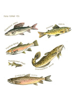 Руфус на рыбалке. Д. Доленски, Я. Тврдонь Printed books Белая Ворона