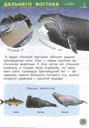 Чудеса родной природы. Энциклопедия для детского сада Printed books Росмэн