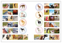 Мир животных с наклейками. Кто живёт в деревне? Printed books Мозаика-Синтез